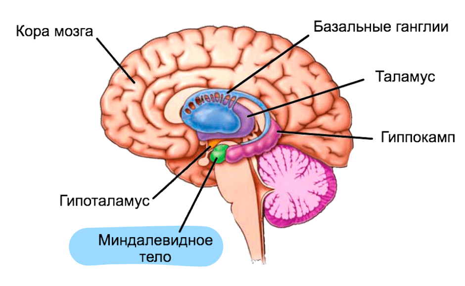 Активатор потенциала