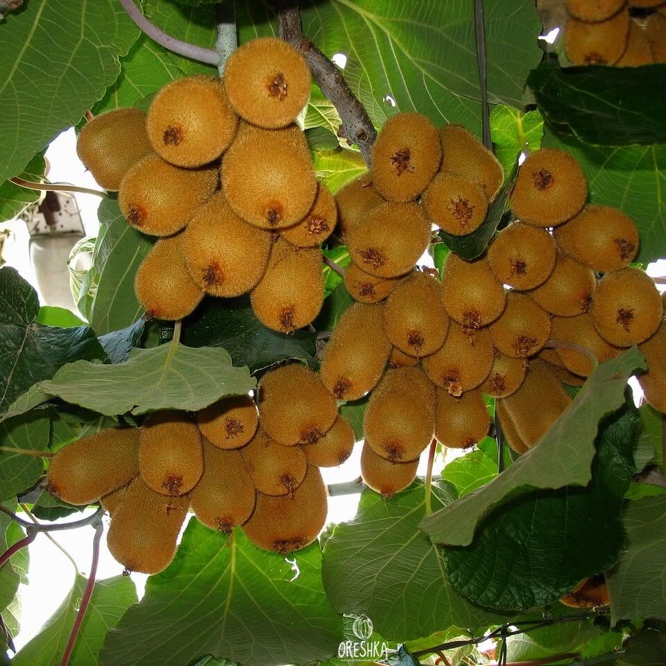 Seeds of Fuzzy kiwifruit (Actinidia chinensis) — 30 pcs