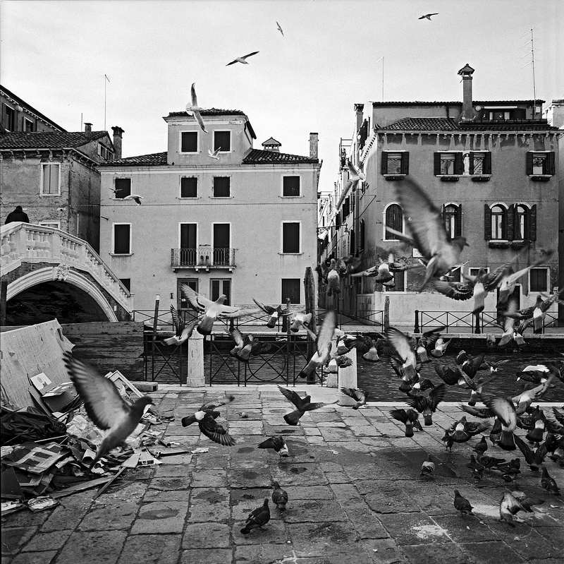 Pigeons over the Canal. Venice. 2006. BW Negative 6×6. 