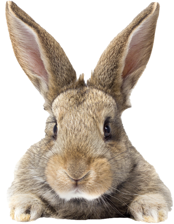 Дракон и кролик. Дракон и заяц. Мифические существа кролики. Дракон зайчик. Дракон заяц год.