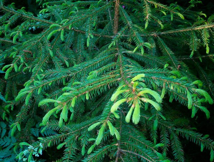Ель корейская (Picea koraiensis)