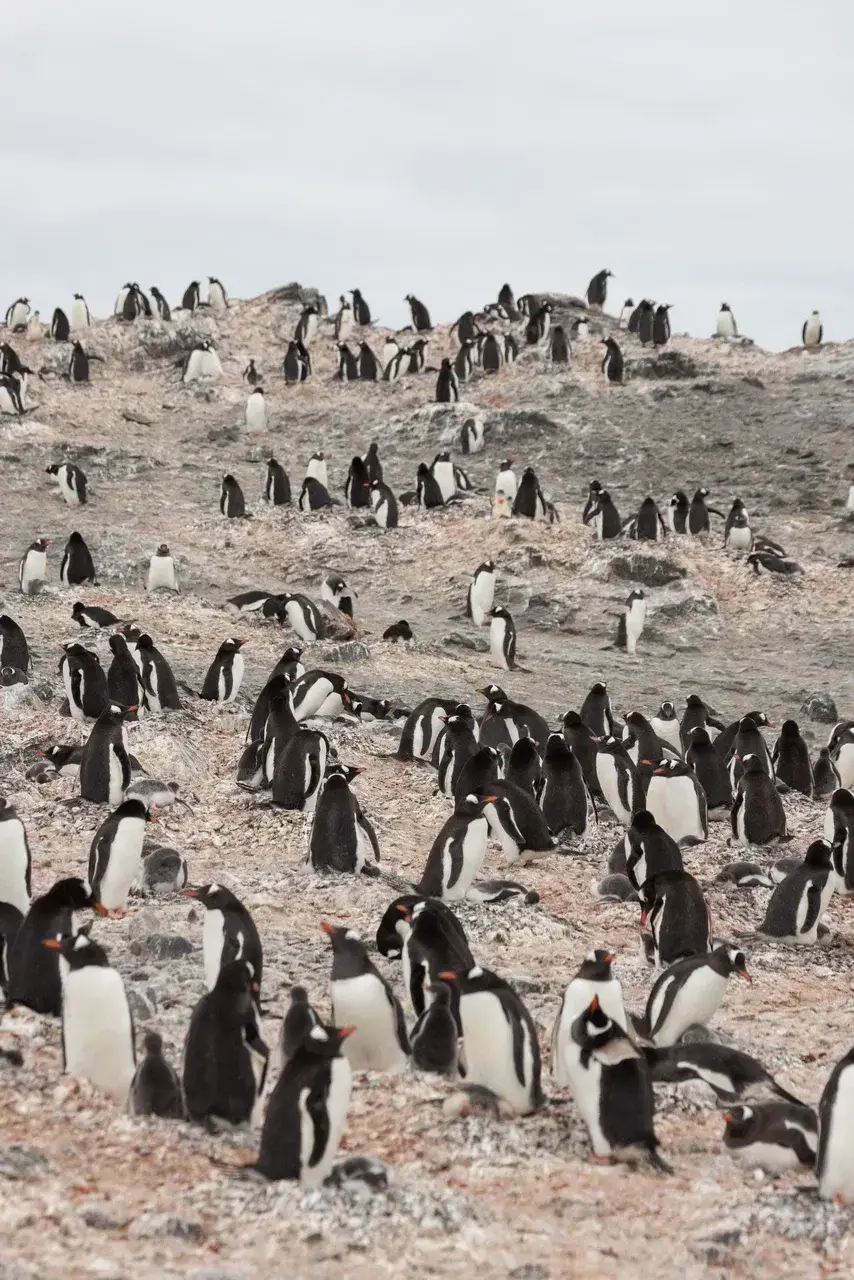 Large Gentoo penguin colony on Cuverville Island during the Antarctic breeding season. Thousands of Gentoo penguins gather across the rocky nesting grounds caring for chicks defending nests and creating one of the largest and most spectacular penguin colo