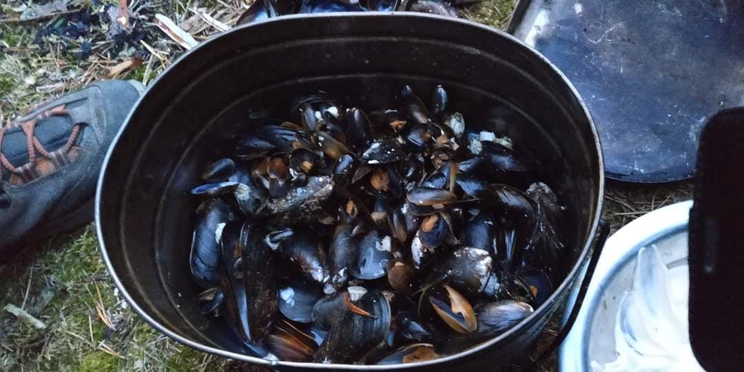 Мидии Белого моря