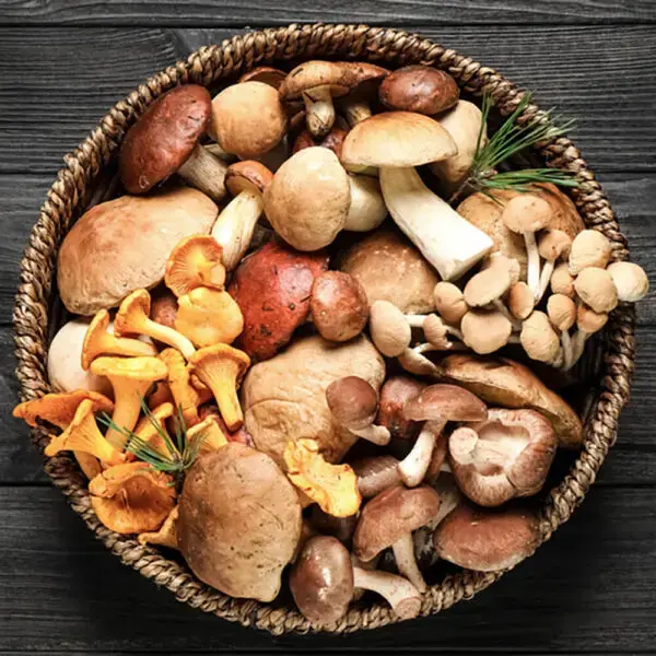 edible mushrooms