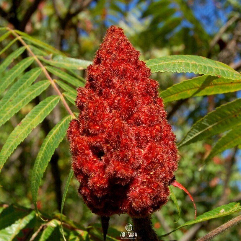 Seeds of Sicilian sumac (Rhus coriaria) — 50 pcs