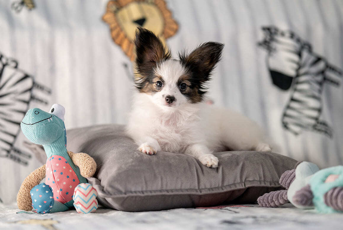 щенок папийона лежит на подушке