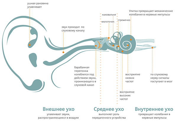 Почему, когда мы прикладываем руку к уху, усиливается воспринимаемый звук? | Сноровка