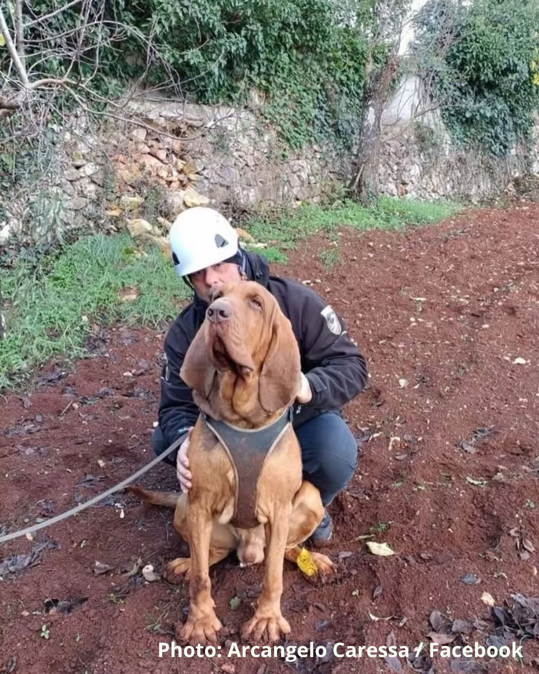 Tribute to Bruno, the police bloodhound killed in Italy in July 2025 under horrific circumstances