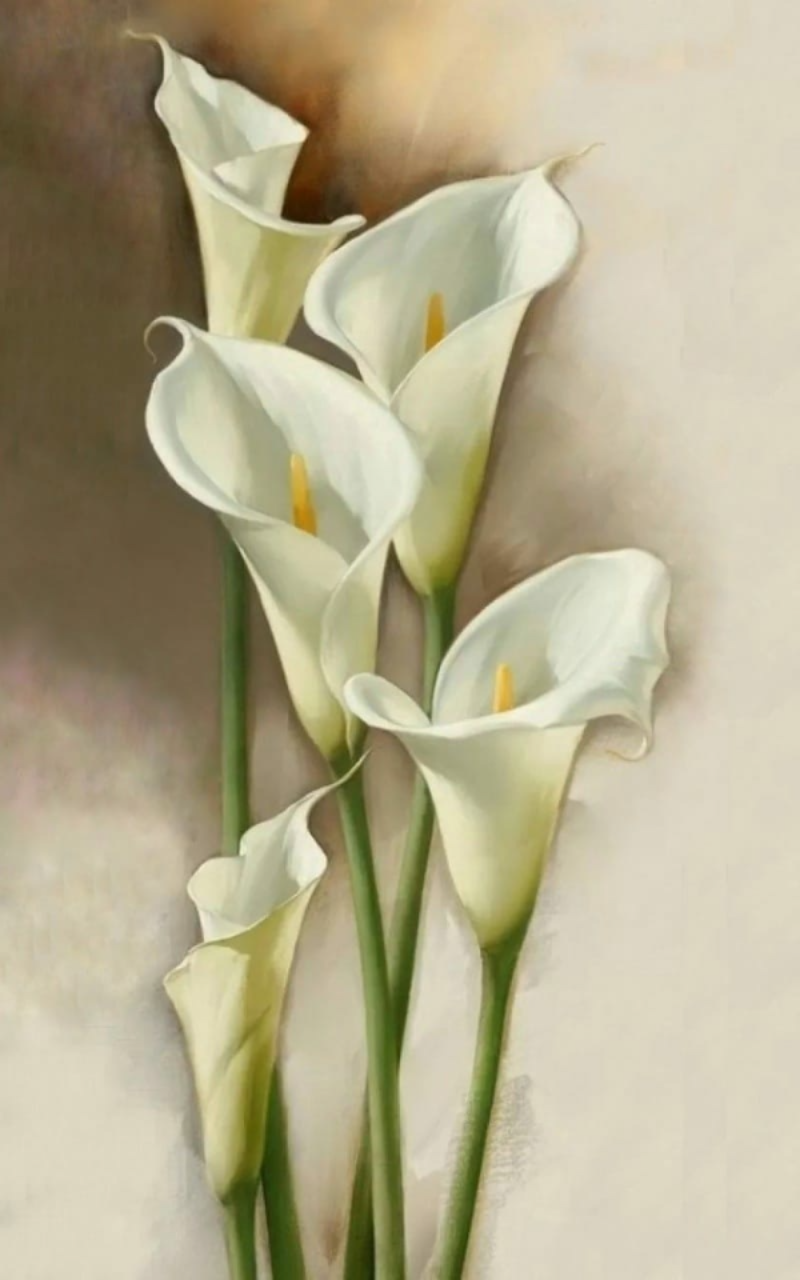 Каллы