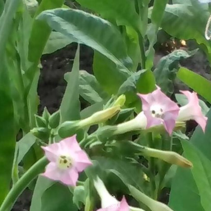 Seeds of Табак Busak (Nicotiana tabacum) — 300 pcs