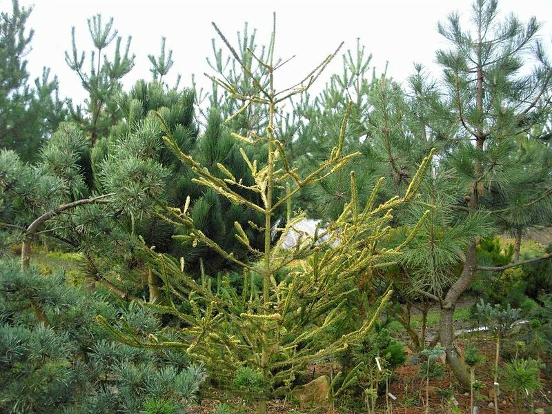 Краснодарские ели. Picea omorika virgata. Picea Abies virgata. Ель обыкновенная virgata Виргата. Ель Сербская Виргата.