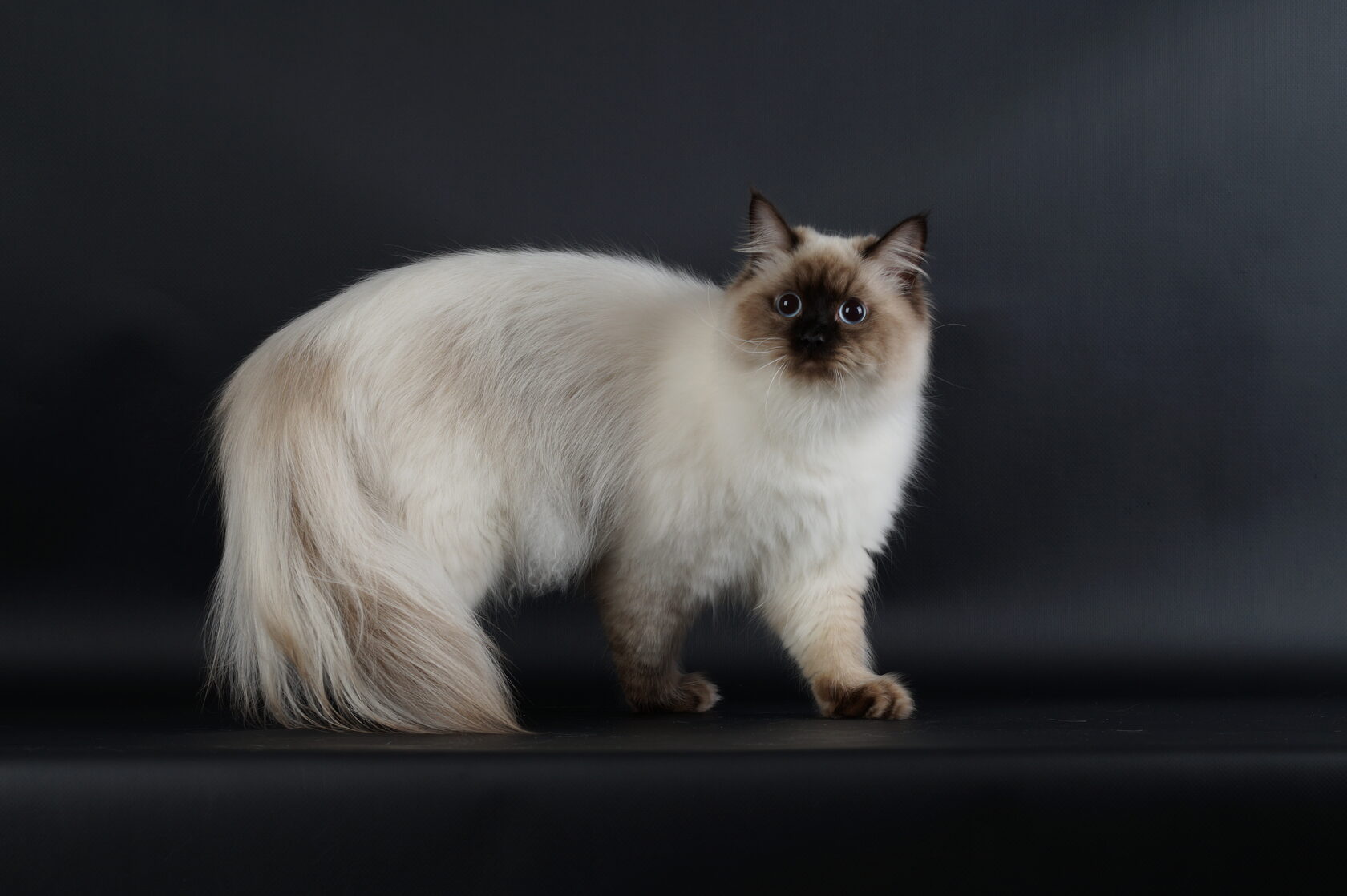 Сиамско сибирская кошка