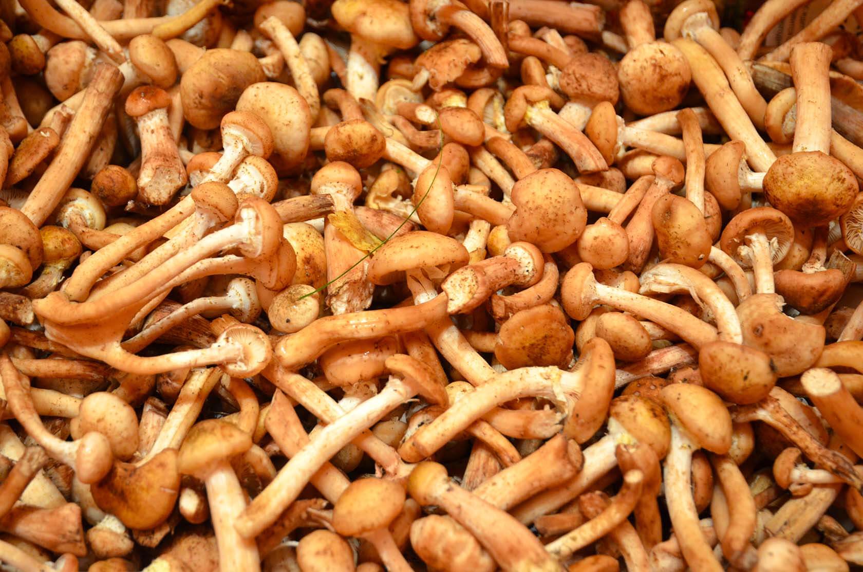 Авито Волгоград грибы свежие