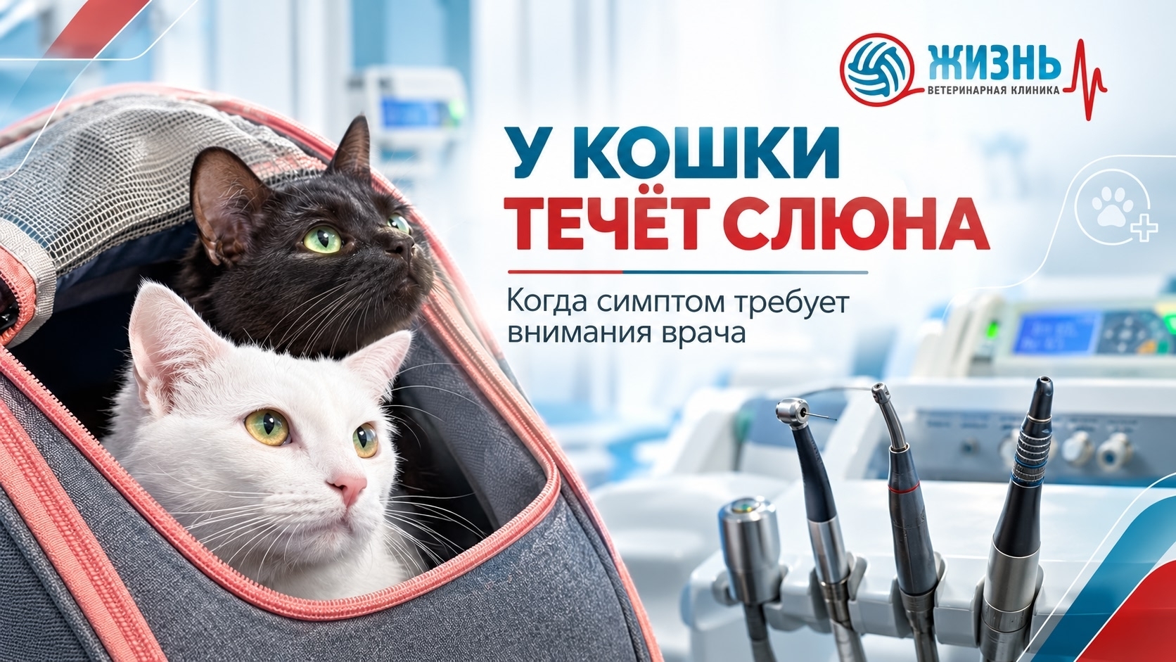 у кошки текут слюни: признаки, диагностика и помощь питомцу — ветеринарная клиника «Жизнь»