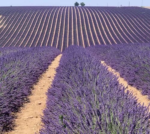 лавандовые поля Прованса