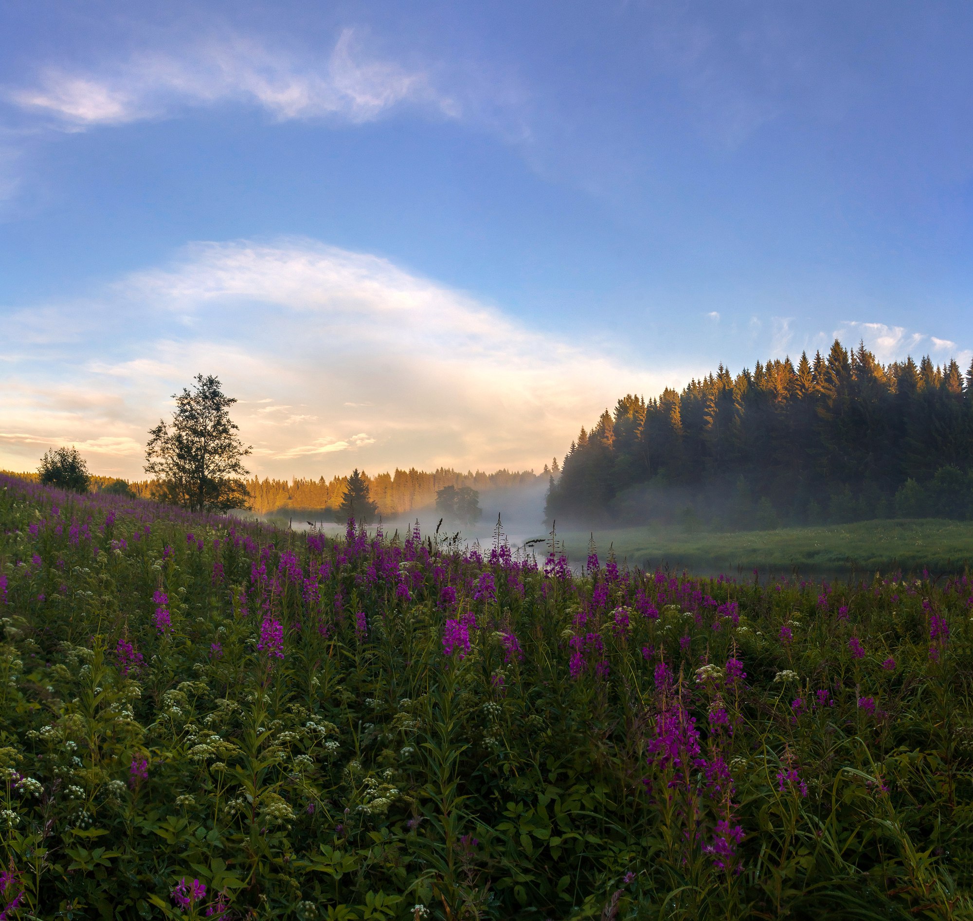 Приозерск крепось карела. Ленинградская область красоты. Ленинградская область красоты. Озеро лампушка приозерский район. Природа ленобласти карельские сосны.