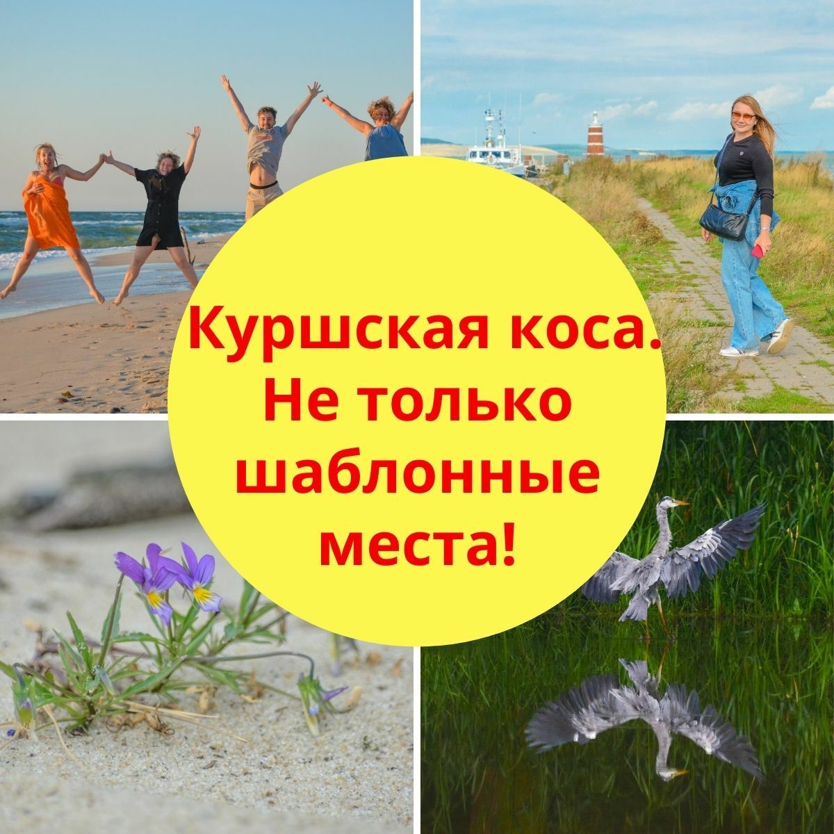 экскурсии, гид Калининград, Куршская коса, танцующий лес