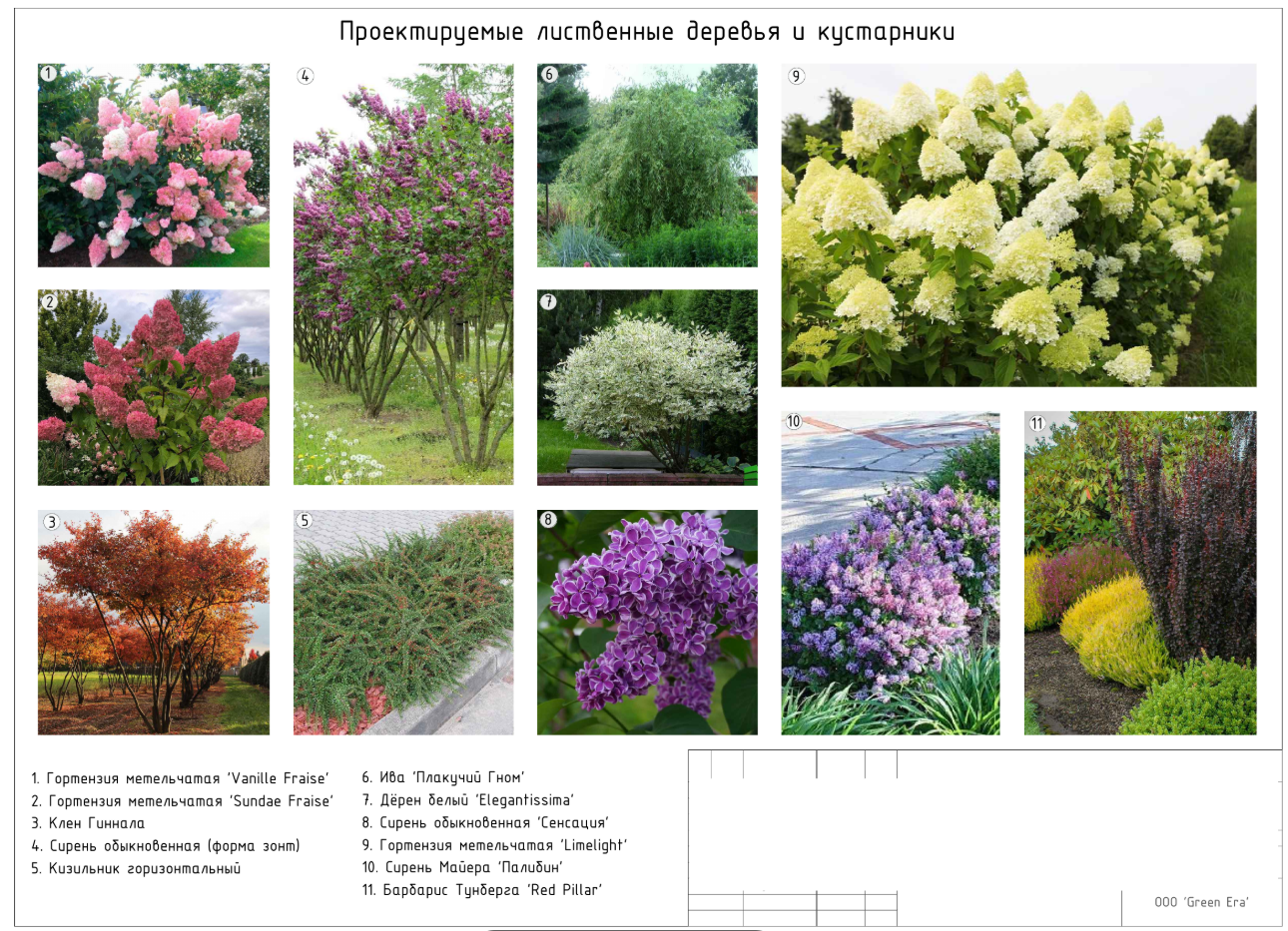 План растений