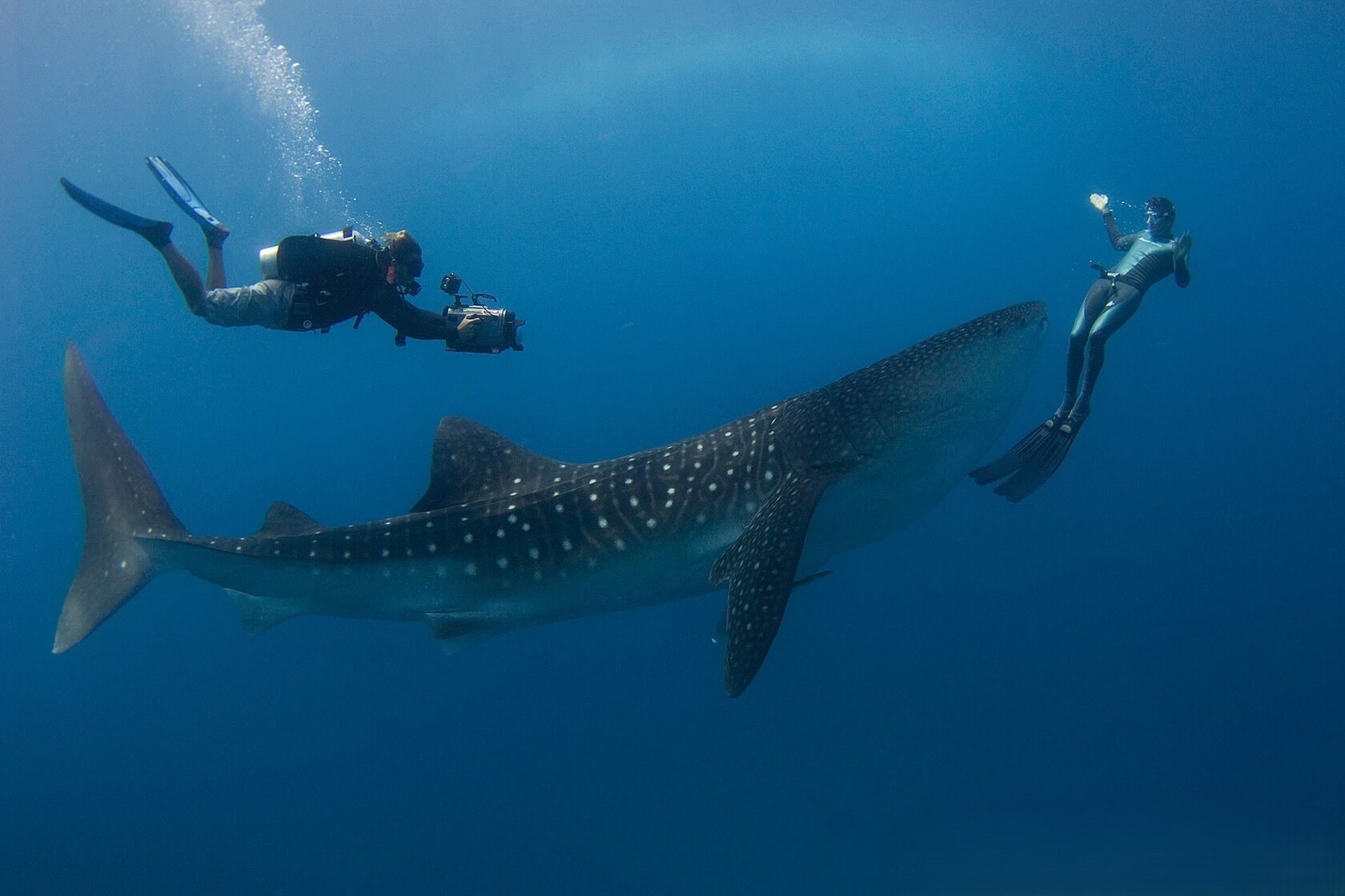 Китовая акула рядом с дайвером, наблюдение за китовой акулой 2025, гик хостел новости Воронеж