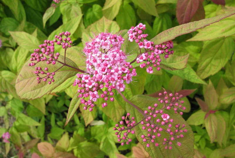 Спирея японская macrophylla.