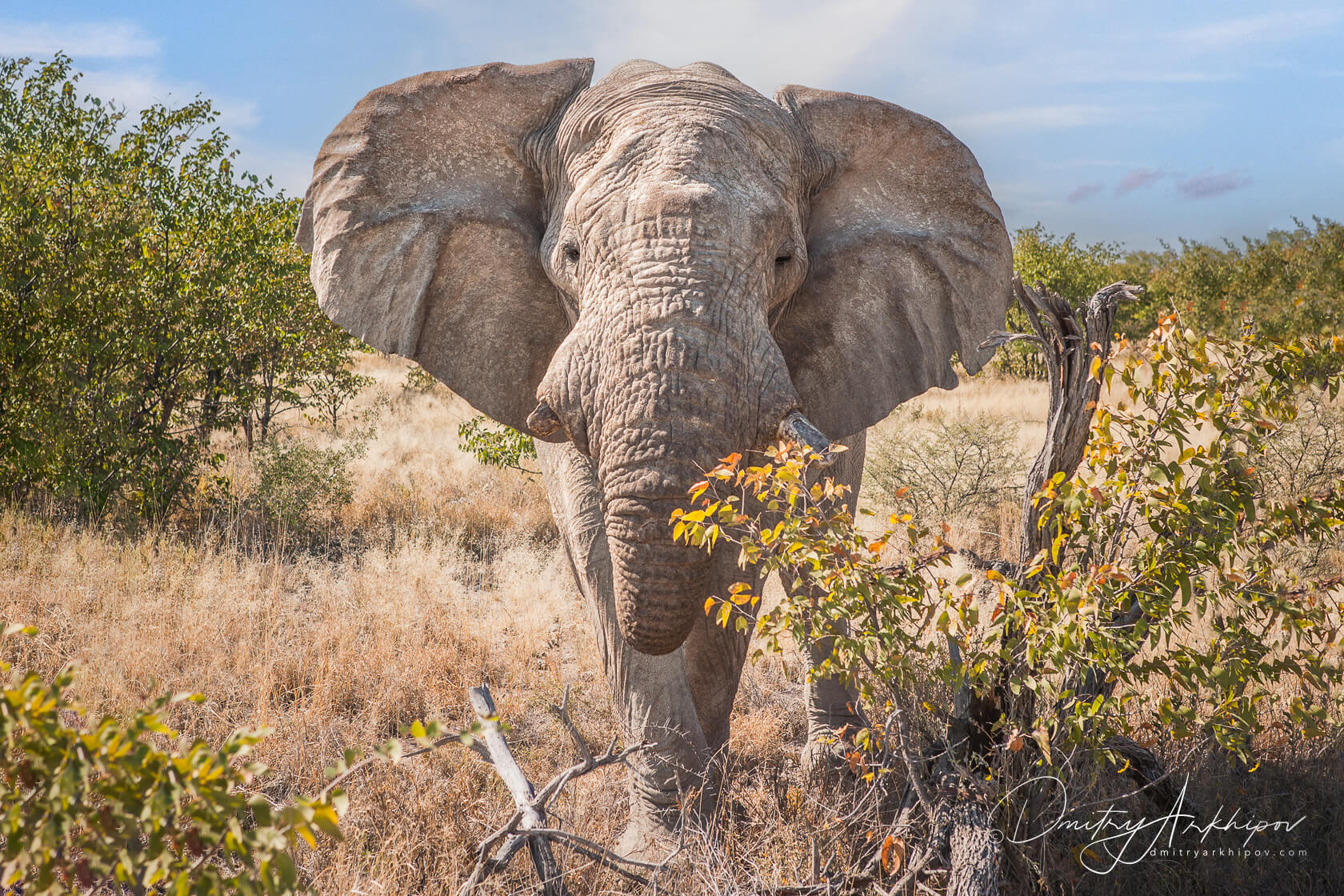 その他 Sndafrika Namibia Botswana [DVD] Sndafrika Namibia Botswana [DVD] [Import] 【公式通販】