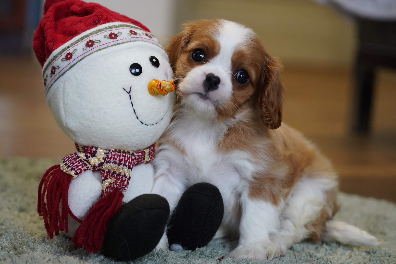 Купить щенка Кавалер-Кинг-Чарльз-спаниеля в Москве