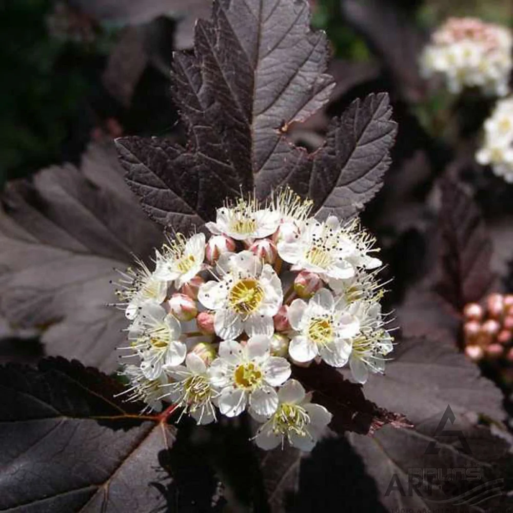 Пузыреплодник дьяболо. Пузыреплодник калинолистный - Physocarpus opulifolius 'Diabolo'. Пузыреплодник калинолистный "Дьябло". Пузыреплодник opulifolius.