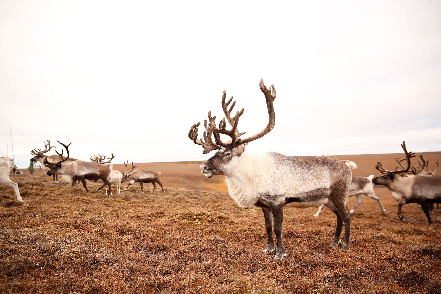 Опровергаем миф: северным оленям полезно потепление.