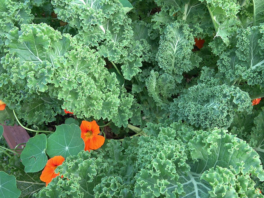 Lush kale plants with curly and flat leaves, interspersed with vibrant orange nasturtium flowers, showcasing a thriving garden environment ideal for growing kale.