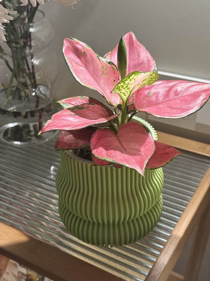 Основатель littlegreeny's