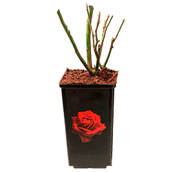 Нормы внесения Гумифулин и Органол для саженцев