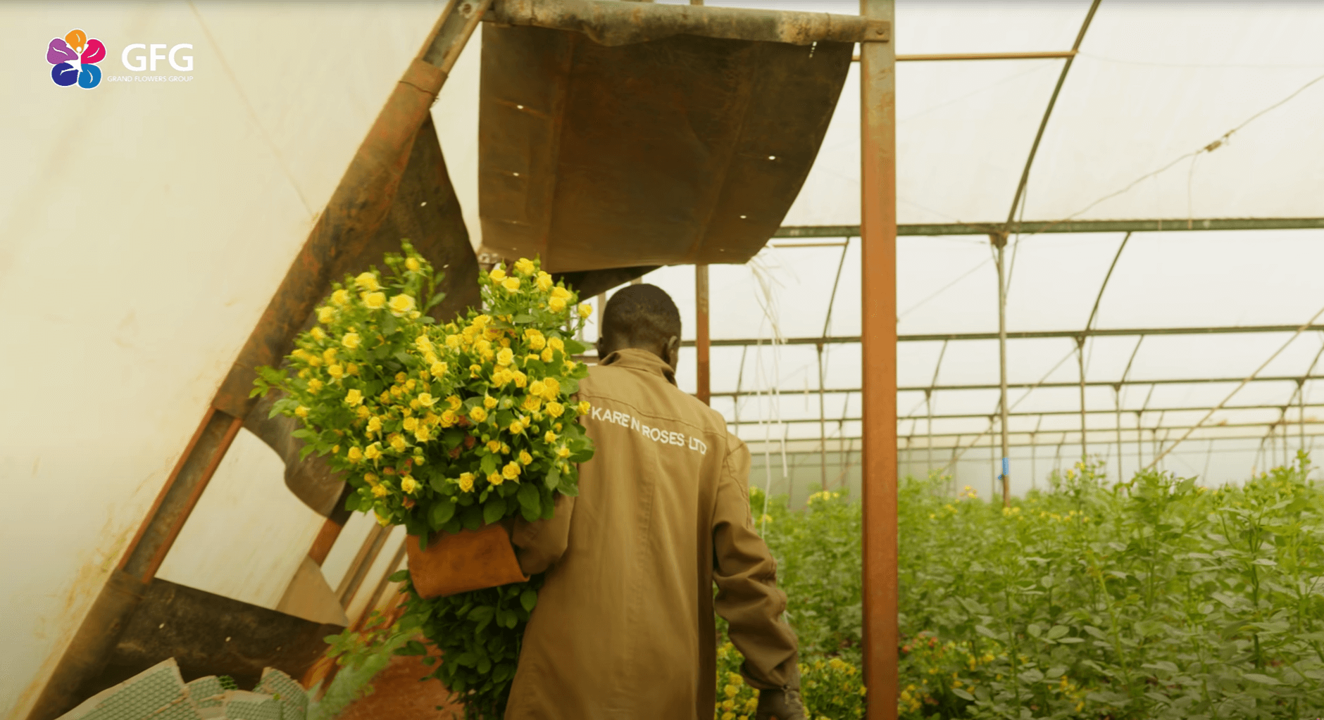 Как купить оптом розы от плантации Karen Roses с доставкой в Россию