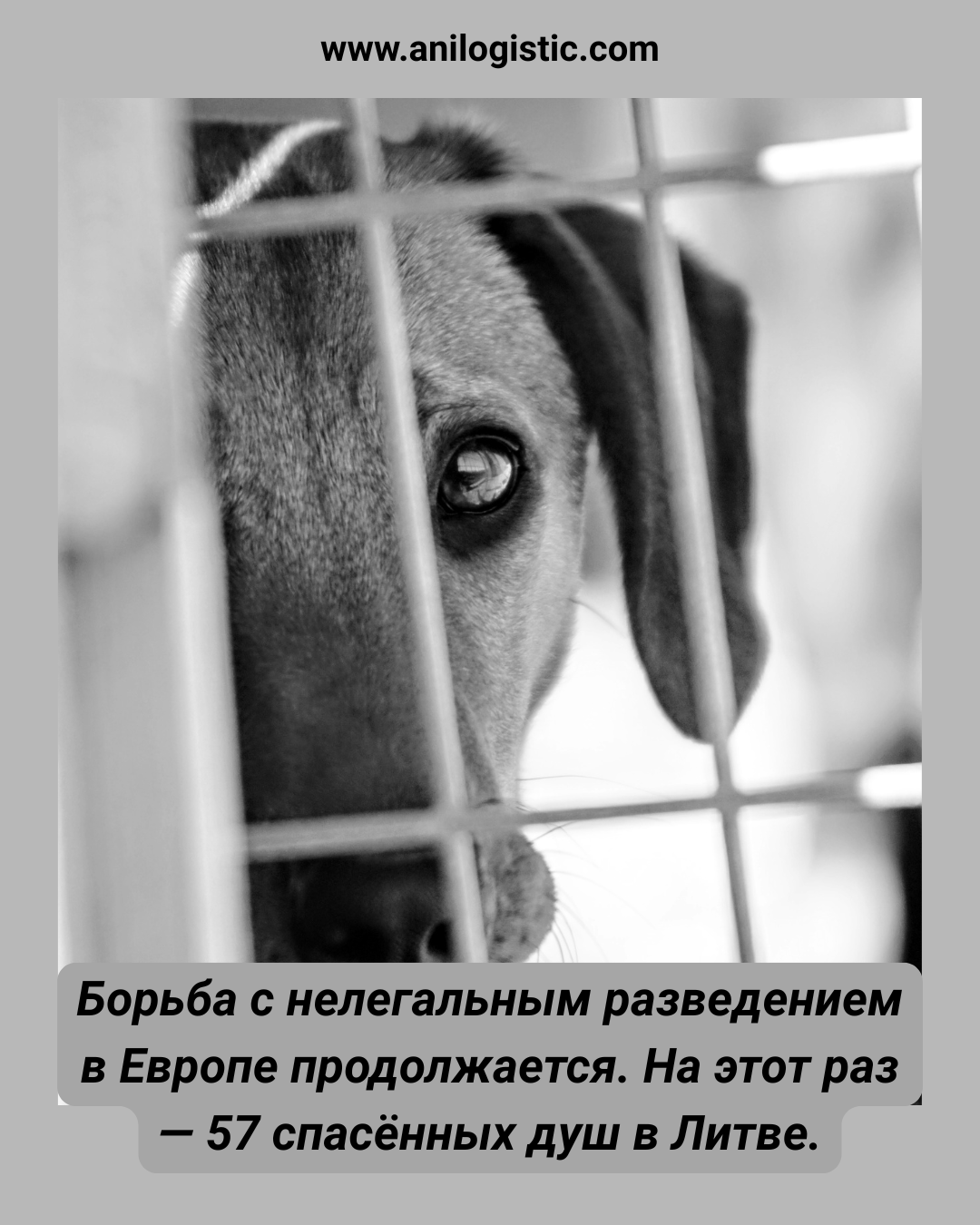 Сотрудники VMVT спасают 57 собак из незаконного разведения в Литве, обнаруженного в Алитусском районе.