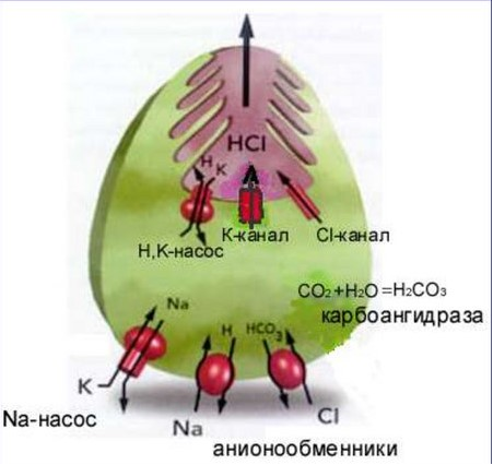 Если у вас повышенная кислотность желудка