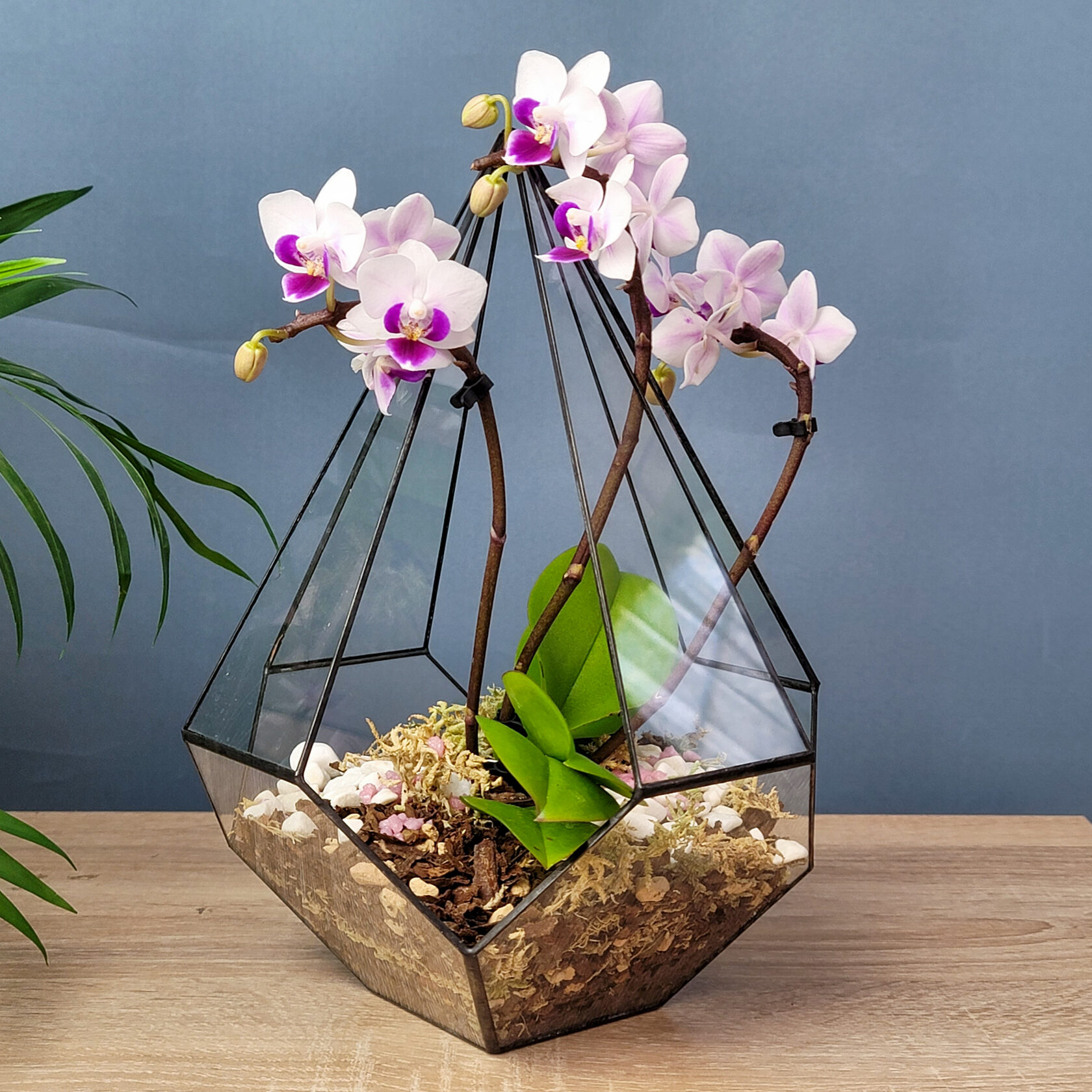 Жива для орхидей