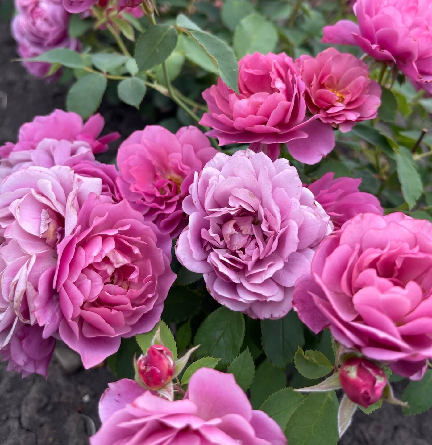 Pink Rose Flowers in a Vase for Your Garden