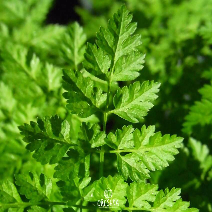 Seeds of Chervil (Anthriscus cerefolium) — 50 pcs