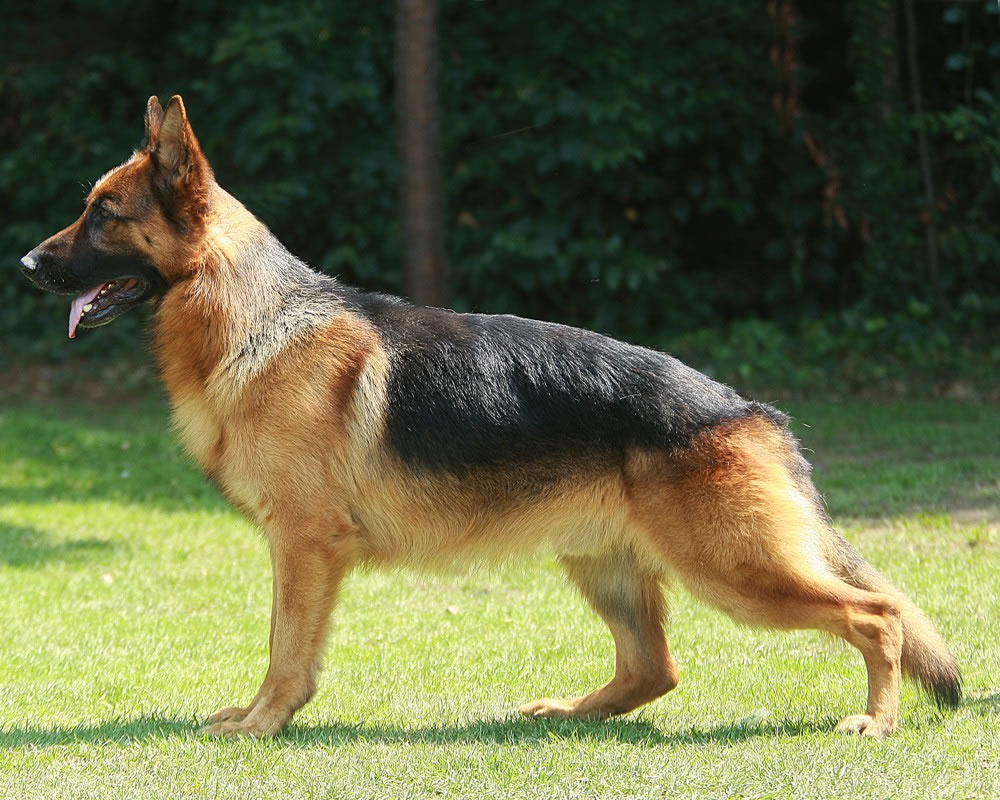 Немецкая овчарка - все о популярной породе собак