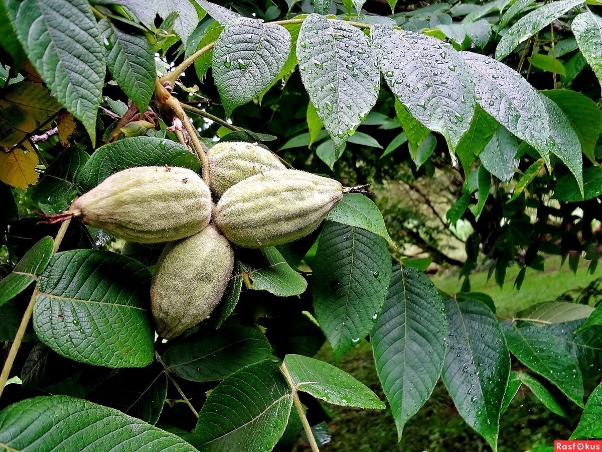 Маньчжурский орех. Орех маньчжурский (Juglans mandshurica). Орех маньчжурский(Juglans mandshurica Maxim). Маньчжурский (думбейский) орех. Орех маньчжурский (Juglans nigra l.).