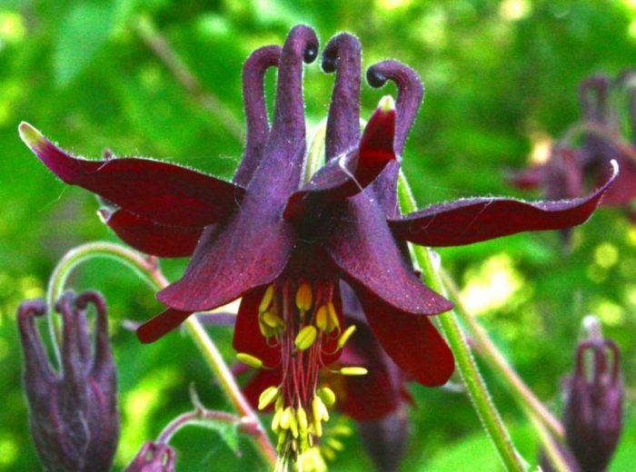 Аквилегия темная (Aquilegia atrata)