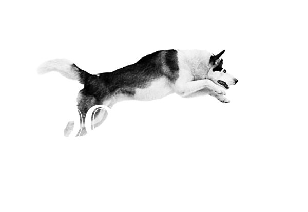 Догфит
