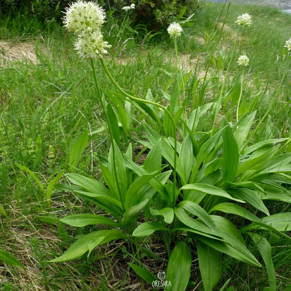 ［新品］SLOTHREAT Allium Allium Hollandicum (Z50II 85mm , 1/500th, f1.8 iso160) : r/Nikon