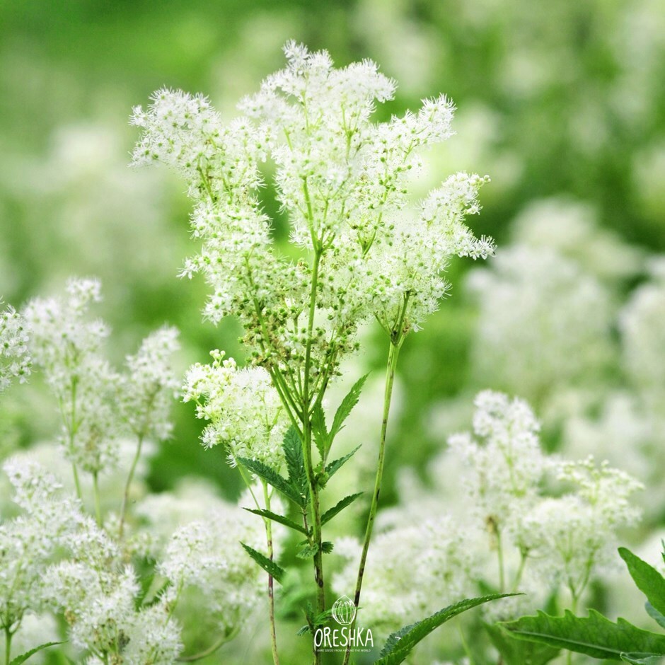 Filipendula ulmaria riverbank wet meadow mass planting July