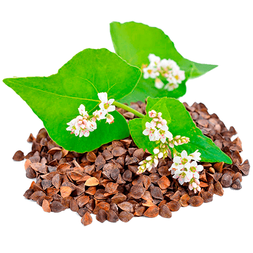 Нормы внесения Гумифулин и Органол для гречихи