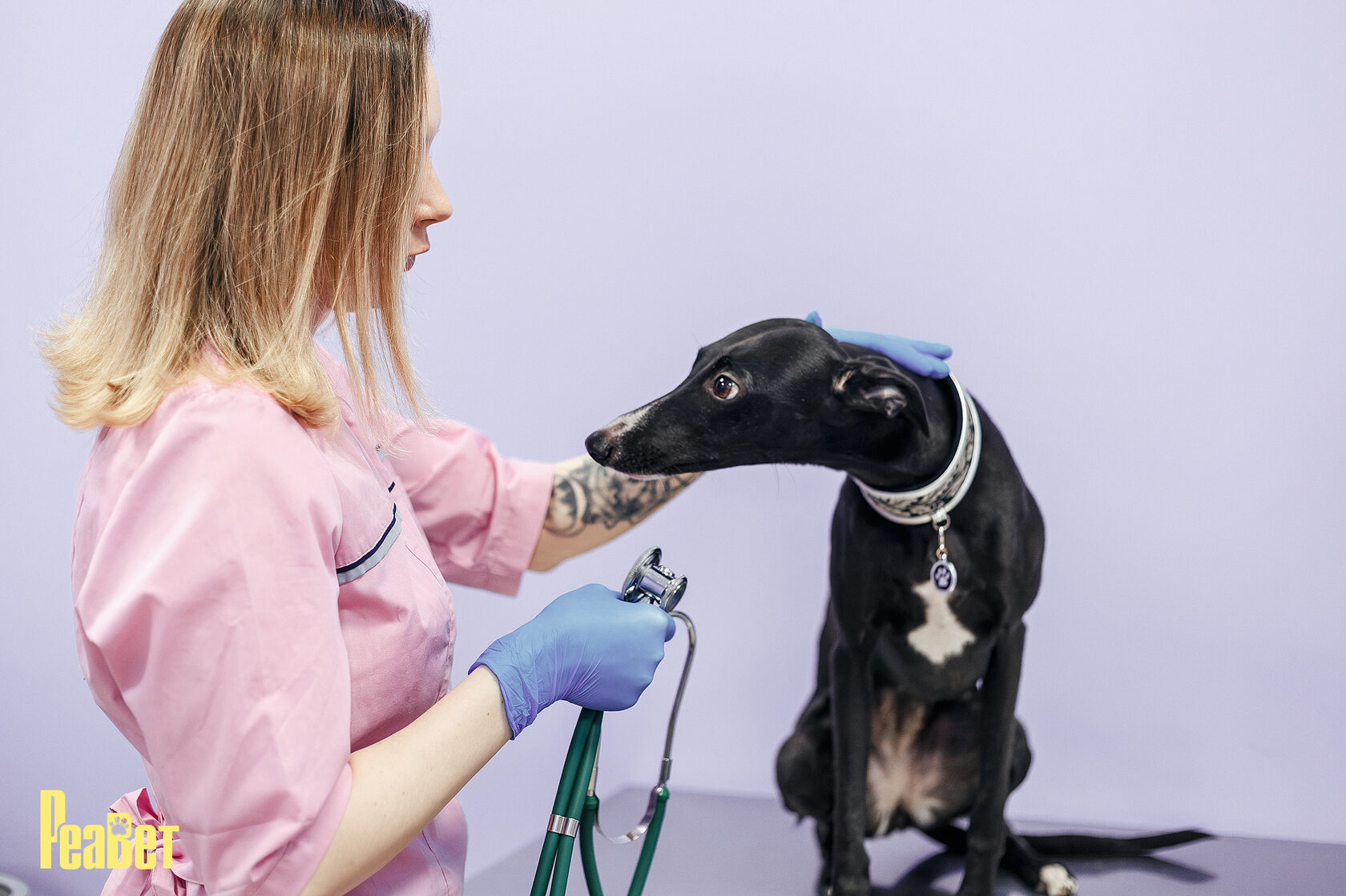 записать собаку к гастроэнтерологу