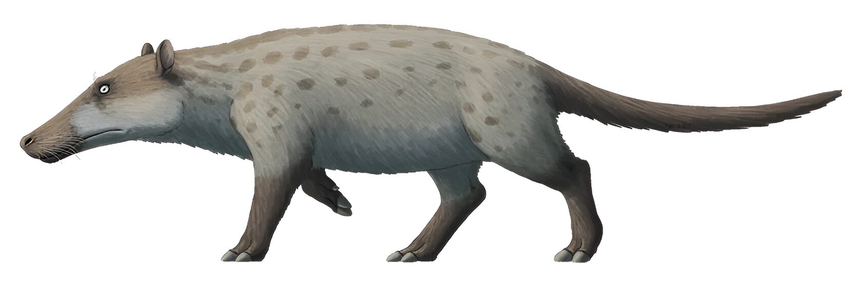 Пакицет - древний парнокопытный предок китообразных (реконструкция)