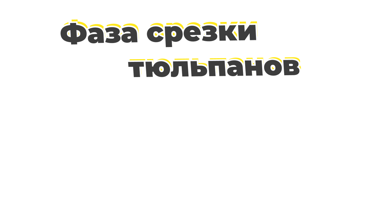Фазы срезки тюльпанов