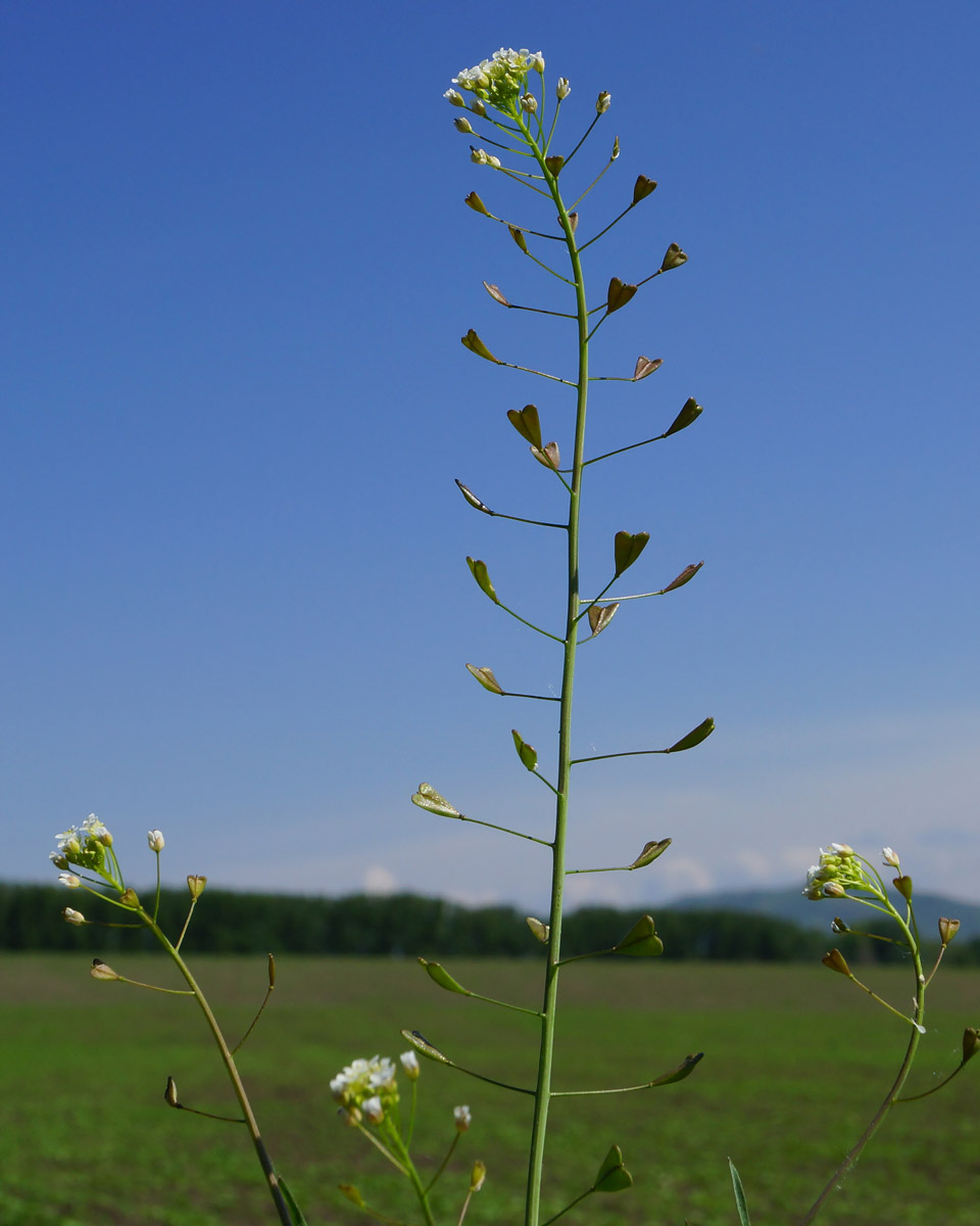 Пастушья сумка (Capsella Bursa-pastoris)