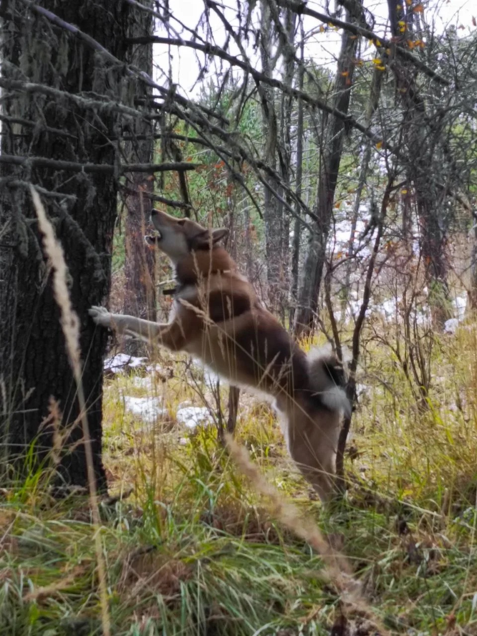 Западно-сибирская лайка работает по белке