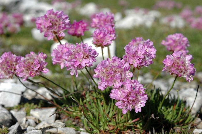 Армерия альпийская (Armeria alpina)